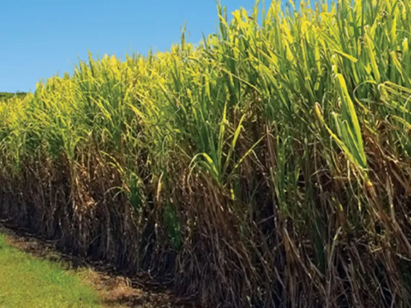 [Unica] Números finais da safra de cana-de-açúcar 2023/24