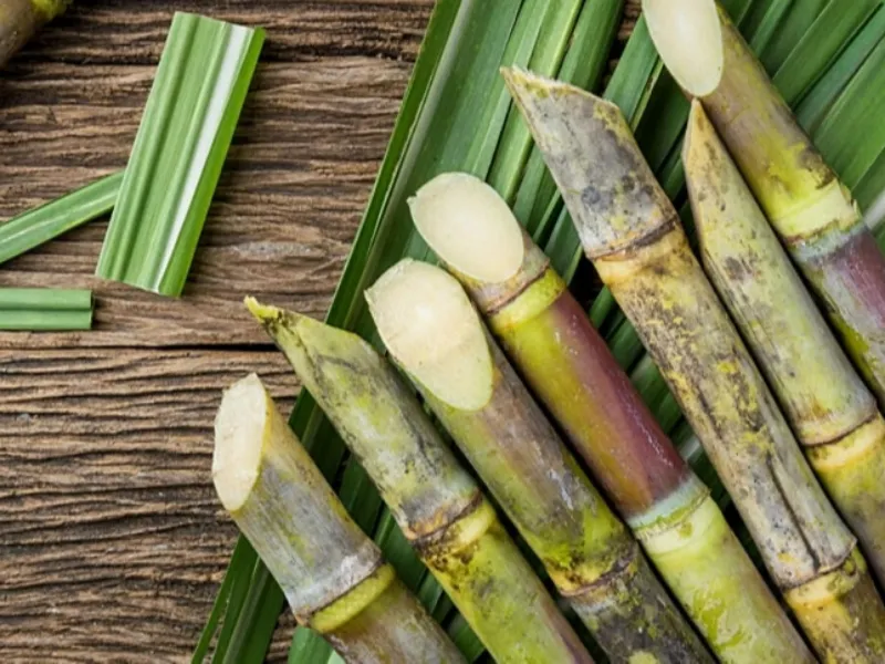 Mudanças climáticas podem afetar produtividade da cana no Brasil