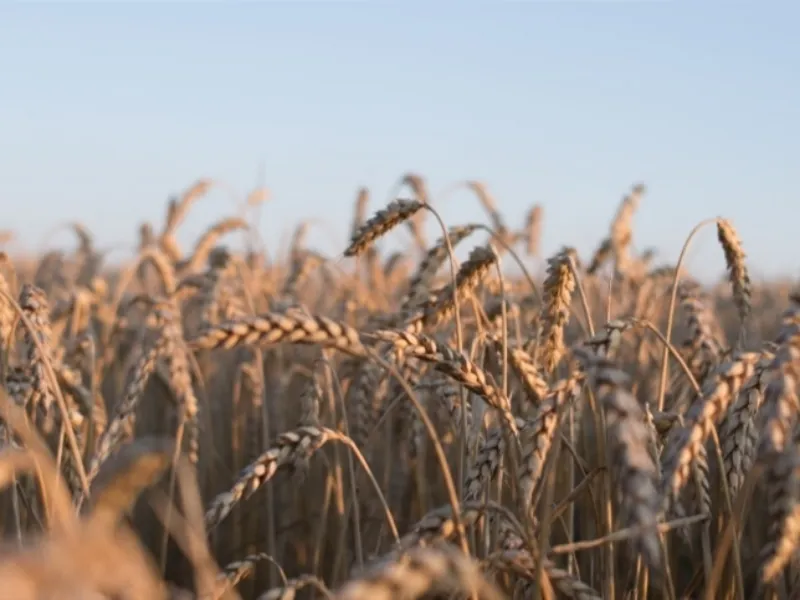 Commodities se recuperam em Chicago