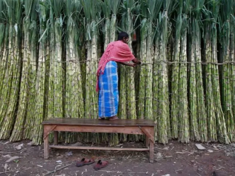 Mais cana, mais etanol: como deverá ser a safra da Índia em 2025