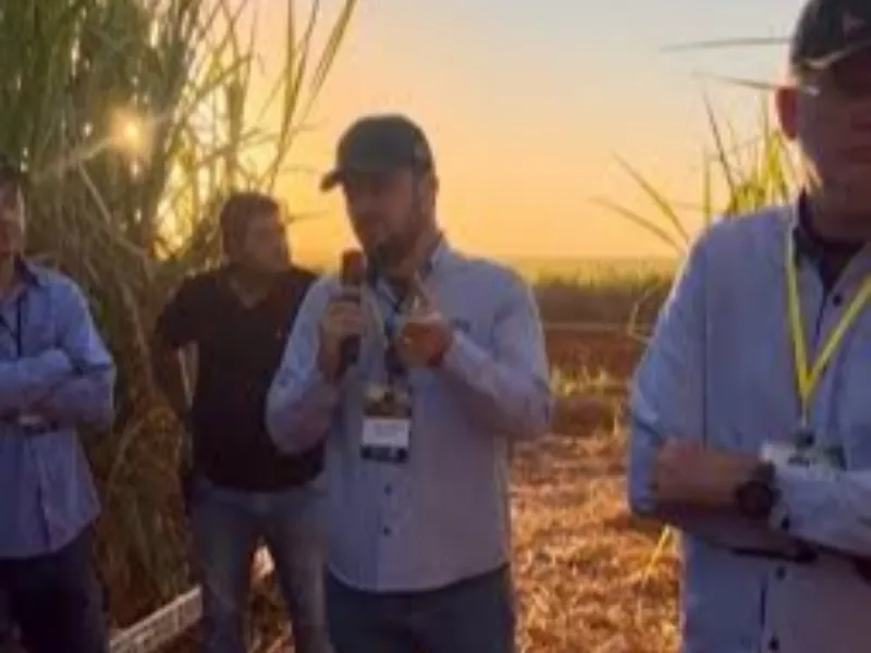 Variedade IACSP015503 se destaca por versatilidade e produtividade