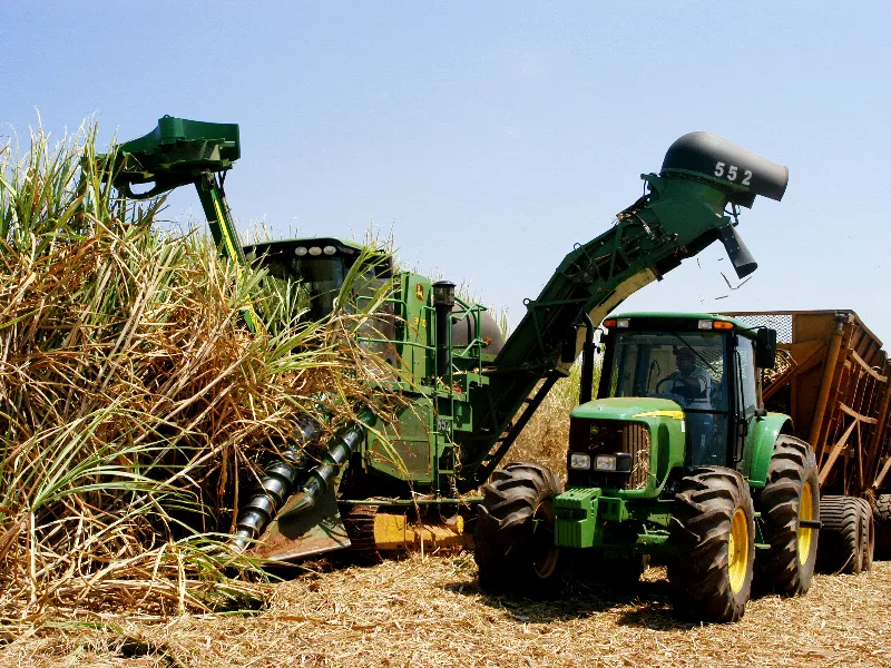 IBGE: Uberaba lidera ranking nacional da cana-de-açúcar