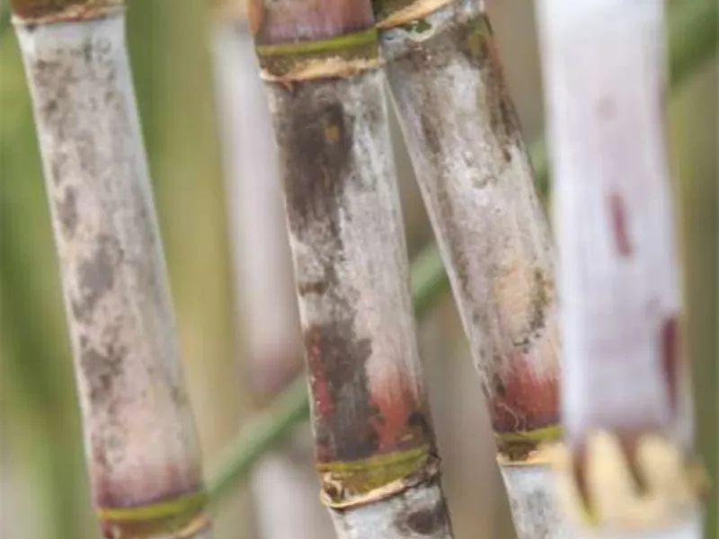 Produtividade da cana segue em queda no Centro-Sul em agosto, aponta CTC