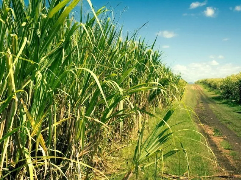 Cana-de-açúcar pode ser \\\'petróleo verde\\\', afirmam especialistas