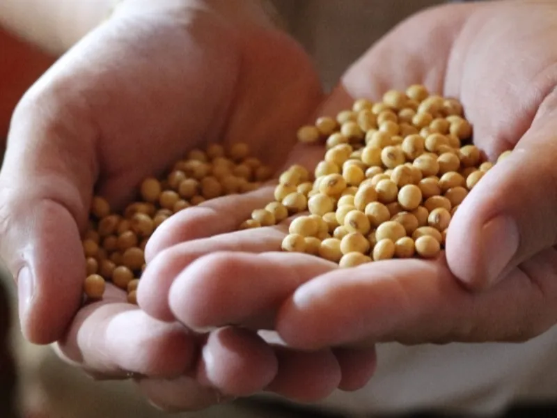Mercado da soja ganha fôlego com foco no campo e demanda da China