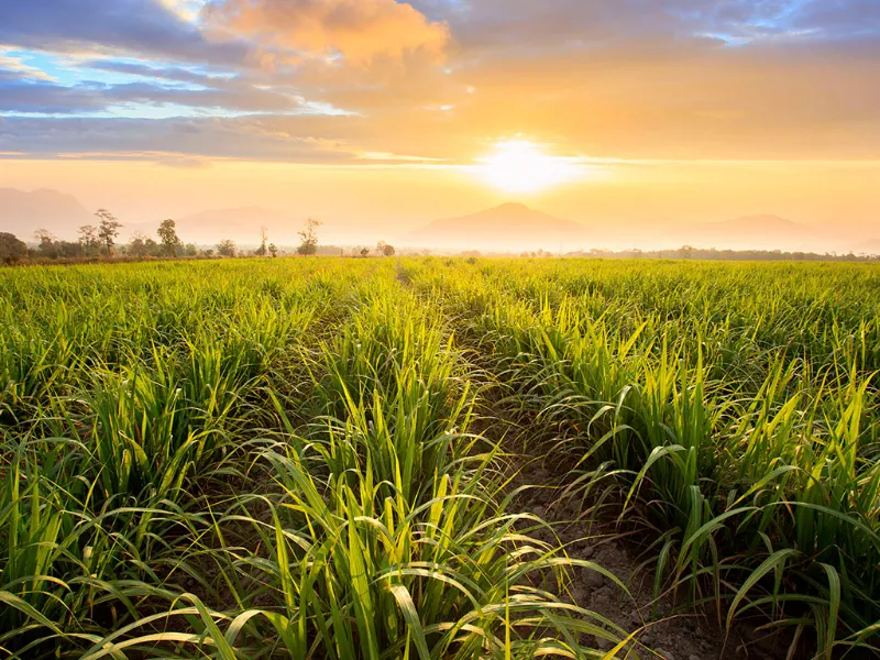 Produtividade da cana varia mais de 20 t/ha entre regiões brasileiras, aponta análise do IAC