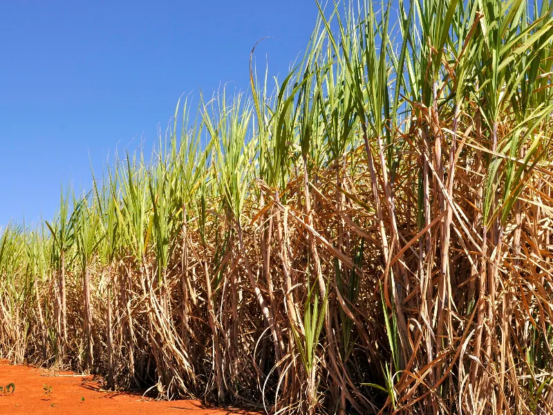 Cana-de-açúcar impulsiona o desenvolvimento de Uberaba e região