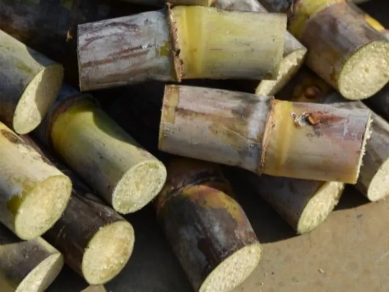 Calculadora do RenovaBio tem atualização; saiba mais a respeito