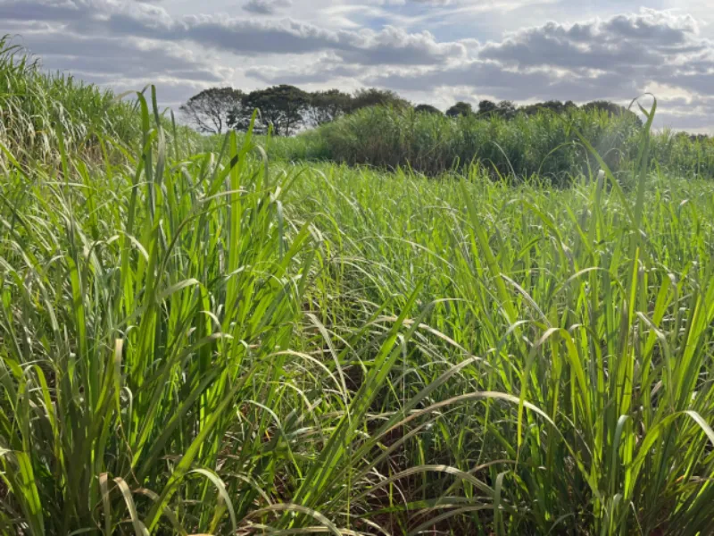 Safra 2025/26 deve fechar em 600 mi t de cana e Consecana-SP ao redor de R$ 1,12/kg ATR, com viés de baixa, diz Pecege