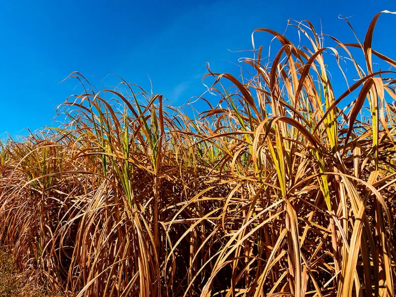 Seca e preços baixos desafiam a safra de cana-de-açúcar 2025/26