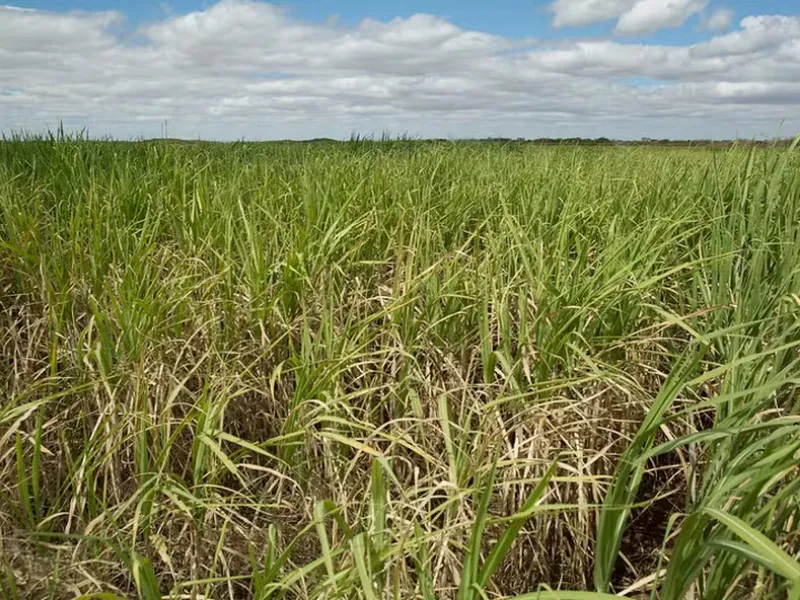 Inimigo silencioso” pode causar perdas de até 50% na cana-de-açúcar