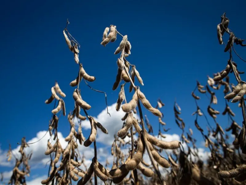Mercado da soja inicia 2026 com pouca liquidez no Brasil, enquanto demanda chinesa impulsiona preços em Chicago