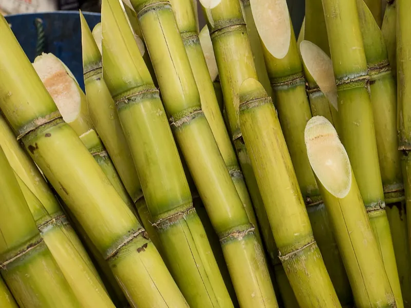 Índia ganha novas variedades de cana resistentes à podridão vermelha