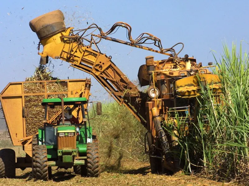 Safra 2025/26: cresce a produtividade média da cana no Centro-Sul