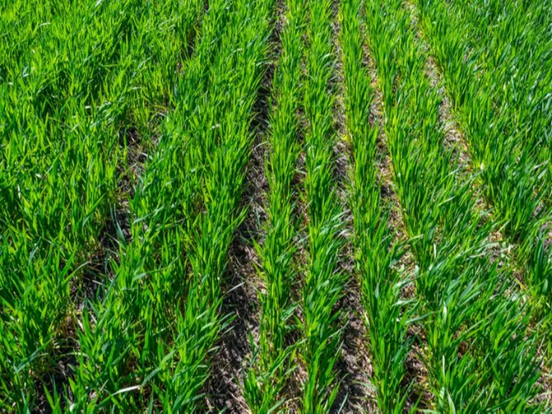 Governo atualiza regras do zoneamento para plantio de cana-de-açúcar no Brasil