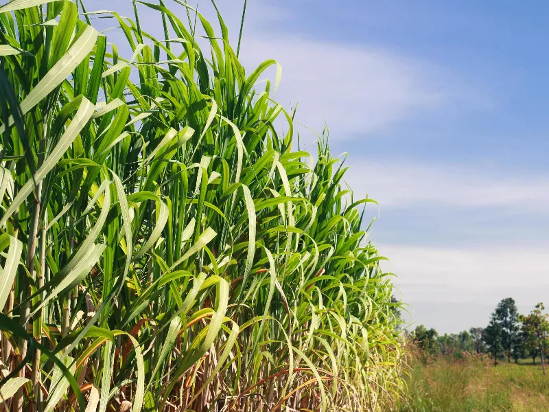 Cana certificada ganha peso na estratégia de mercado