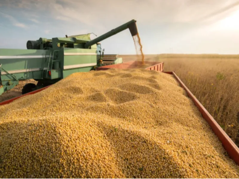 Câmaras Setoriais monitoram pedido do MAPA para recadastramento dos exportadores de soja e outros produtos agrícolas