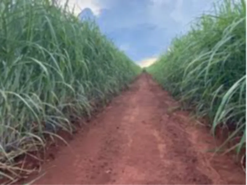 Variedades IAC quadruplicam presença no Centro-Sul em oito safras