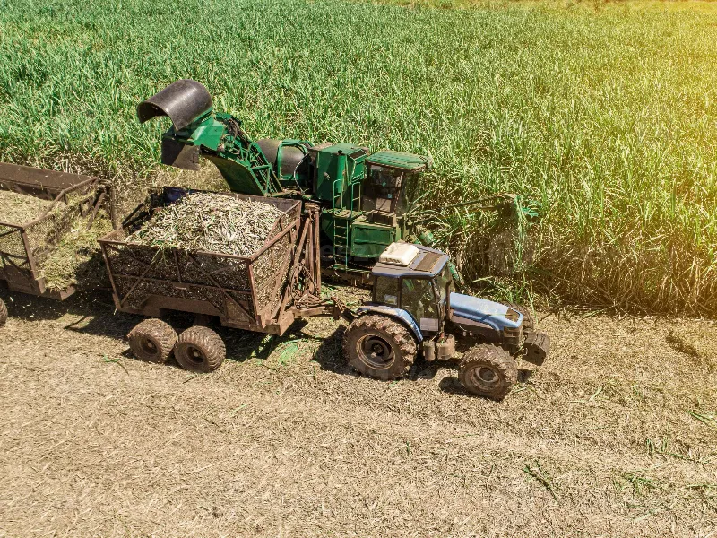 Centro-Sul deve moer 628,6 milhões de t na safra 2026/27, alta de 3,14%, projeta Pecege