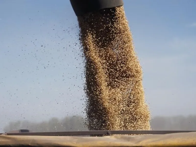 Soja mantém volatilidade com avanço da colheita no Brasil e valorização na Bolsa de Chicago