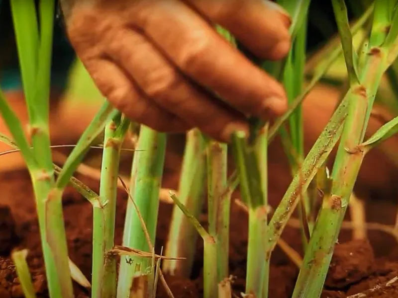 IAC recomenda estratégias de manejo na cana para aumento da produtividade agroindustrial