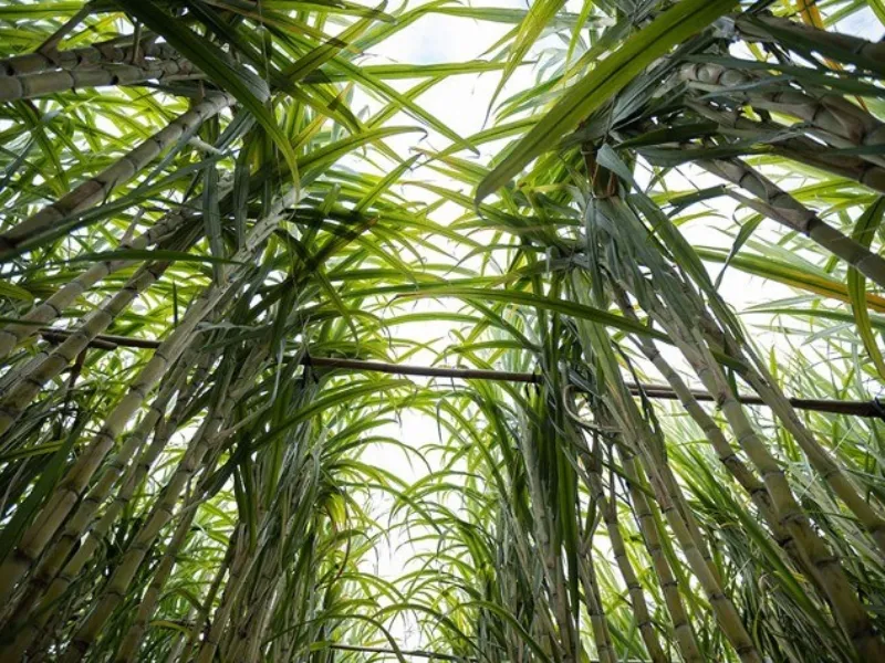 Safra de cana 2025/26 atinge 673,2 milhões de toneladas e mantém alta na produção de açúcar e etanol